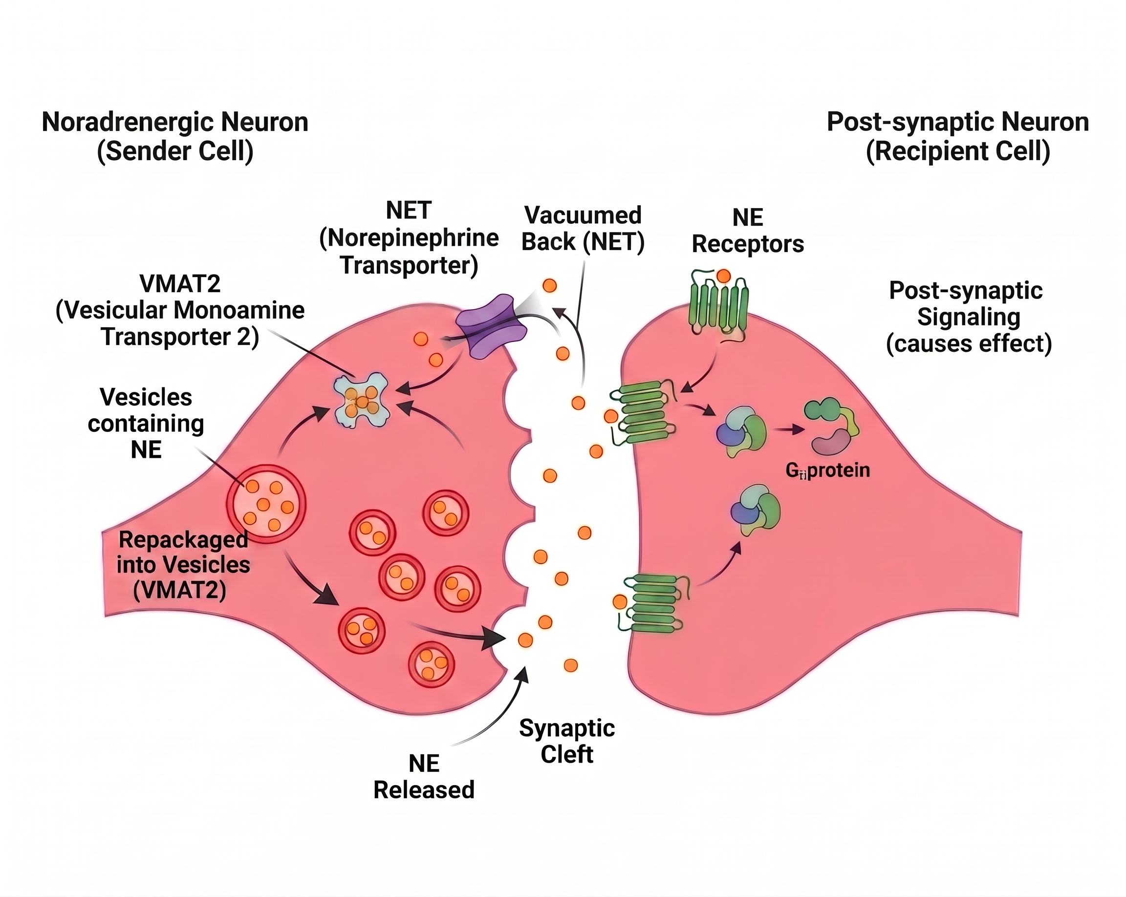 Norepinephrine synapse